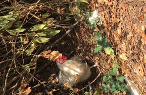 Polizei Dortmund: POL-DO: Beckum, A2 Richtung Oberhausen, Parkplatz Vellern Nord
"Chickenrun" auf der Autobahn - Autobahnpolizei nahm Hühner in Gewahrsam und stellte Eier sicher