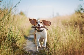 Weenect: Fitness-Tracker für Haustiere? Jede:r dritte Halter:in schätzt die Aktivität des Haustieres falsch ein/ Die neue Weenect-Studie zeigt, warum Tracking für ein gesundes Tierleben immer wichtiger wird