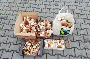 Polizeidirektion Koblenz: POL-PDKO: Gleich doppeltes Pech für einen Pilzsammler