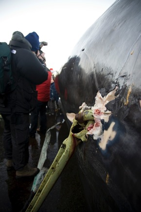 Isländische Studie belegt Grausamkeit des Walfangs