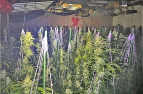 Kreispolizeibeh&ouml;rde Rhein-Kreis Neuss: POL-NE: Cannabisplantage in Zons entdeck