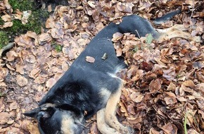 Polizeidirektion Flensburg: POL-FL: Karlum: Polizei sucht Zeugen - stark geschw&auml;chter, hilfloser Hund im Karlumer Forst aufgefunden