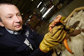 Liked to death: Wie soziale Medien den illegalen Wildtierhandel befeuern