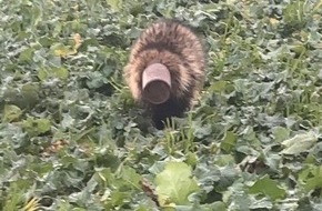 Polizeipräsidium Rostock: POL-HRO: Dachs nimmt Spruch wörtlich und löst Polizeieinsatz aus