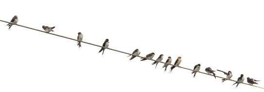 Wildtierschutz Deutschland e.V.: Gr&ouml;&szlig;te Mehlschwalbenkolonie Deutschlands am AKW Biblis in S&uuml;dhessen vor dem Aus