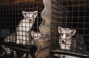 VIER PFOTEN - Stiftung für Tierschutz: Une chance historique pour l’UE d'interdire élevage d’animaux à fourrure