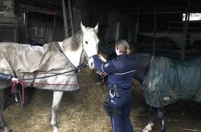 Polizei Hagen: POL-HA: Pferde auf Abwegen - Polizeibeamte bringen Bonatello und Gallion unversehrt zurück zu ihrer Besitzerin