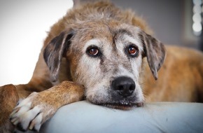 Bundesverband f&uuml;r Tiergesundheit e.V.: Demenz beim Hund: Fr&uuml;her erkennen, gezielt begleiten