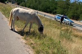 Polizeidirektion Neustadt/Weinstraße: POL-PDNW: Autobahnpolizisten als Pferdeflüsterer