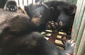 VIER PFOTEN - Stiftung für Tierschutz: VIER PFOTEN rettet zwei Bärenjunge aus illegalem Wildtierhandel in Vietnam