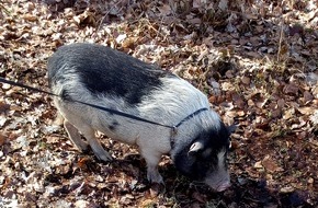 Polizeidirektion Kaiserslautern: POL-PDKL: Entlaufenes Hängebauchschwein an Besitzer übergeben