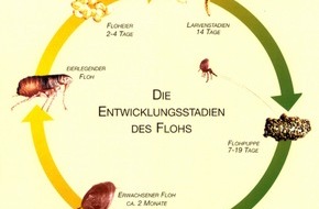 Virbac: Der Floh ist los!