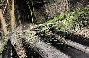 Feuerwehr Schermbeck: FW-Schermbeck: Baum auf Fahrbahn