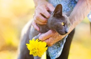 Zentralverband Zoologischer Fachbetriebe Deutschlands e.V. (ZZF): Senioren auf Samtpfoten: ZZF gibt Tipps für den Umgang mit der alternden Katze