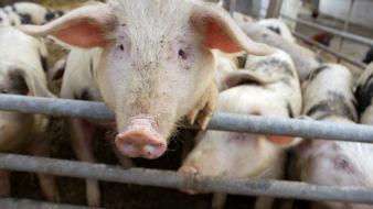 ZDF: Schweinerei im Schlachthof: "ZDFzoom" über Tierschutzverstöße (FOTO)