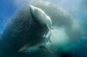 Nat Geo Wild: Aggressiv, blutrünstig und gefährlich: Was steckt wirklich hinter dem Mythos Hai?