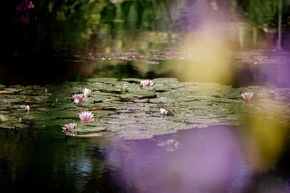 100. Todestag von Claude Monet