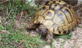 Polizeidirektion Landau: POL-PDLD: Diebstahl einer griechischen Landschildkröte