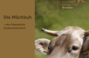 Zürcher Tierschutz: Die Milchkuh: fitgespritzt und ausgelaugt