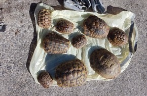Kreispolizeibehörde Soest: POL-SO: Schildkröten in Mülleimer entsorgt