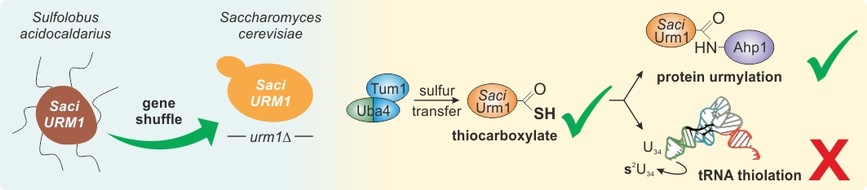Universit&auml;t Kassel: Kasseler Forschung liefert neue Einblicke in die Evolution einer Proteinfamilie