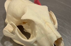 Hauptzollamt Hannover: HZA-H: Hauptzollamt Hannover - Ein Koffer voll Arbeit