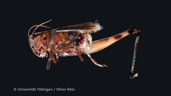 Universität Hohenheim: Grünlandmahd: Scheuchen schützen Insekten und Spinnen