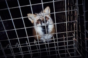 VIER PFOTEN - Stiftung für Tierschutz: Une prise de position de l'organisation de protection des animaux QUATRE PATTES concernant la recommandation faite par le Conseil fédéral