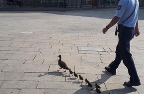 Kreispolizeibehörde Rhein-Kreis Neuss: POL-NE: Polizei eskortiert Entenmarsch