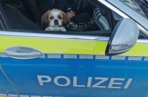 Polizeipräsidium Aalen: POL-AA: Ostalbkreis: Kleine Spürnase auf Abwegen oder einmal ein Polizeihund sein! - Einbruch in Schiedsrichterkabine - Sachbeschädigung