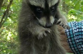 Polizeipräsidium Frankfurt am Main: POL-F: 200813 - 0815 Frankfurt-Fechenheim: Kleine Waschbären gerettet