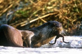 Deutsche Wildtier Stiftung: Fischotter auf Asphalt / Deutsche Wildtier Stiftung und Biosphärenreservat Schaalsee sichern Wege für den Fischotter
