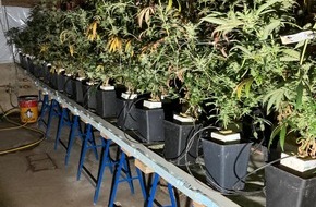 Polizeiinspektion Heidekreis: POL-HK: Mittelstendorf: Cannabisplantage ausgehoben