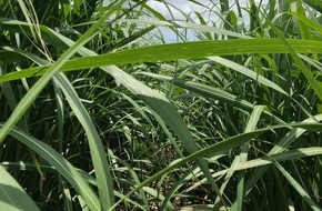 Nordzucker AG: Nordzucker vereinbart Mehrheitsbeteiligung an Mackay Sugar