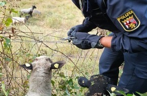 Polizeipräsidium Westpfalz: POL-PPWP: Tierischer Einsatz