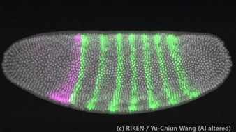 Universität Hohenheim: Nature-Publikation: Mechanische Spannungen als Treiber der Evolution