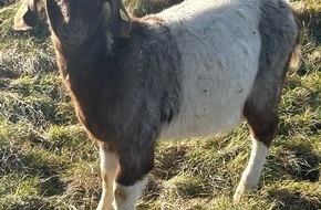 Polizeidirektion Wittlich: POL-PDWIL: Diebstahl eines Zickleins - Zeugen gesucht