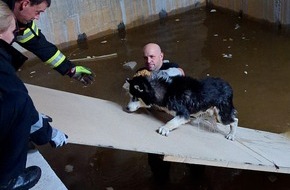 Polizeipräsidium Mittelhessen - Pressestelle Gießen: POL-GI: Gießen: Husky aus misslicher Lage gerettet