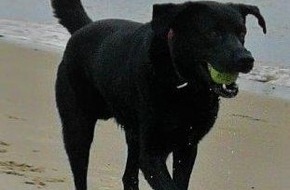 Polizeiinspektion Stade: POL-STD: Unbekannte entwenden vor Kaufland angeleinten Hund - Labrador durch Glück später freilaufend wieder aufgefunden - Polizei sucht Zeugen