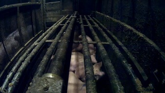 Animal Rights Watch e.V.: Zwiegespaltenes Urteil im CO2-Schlachthof-Prozess
