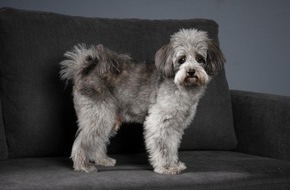 VIER PFOTEN - Stiftung f&uuml;r Tierschutz: Mue printani&egrave;re: accompagner son compagnon au quotidien