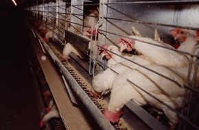 VIER PFOTEN - Stiftung für Tierschutz: Jane Goodall appelle l'UE à mettre fin à l’élevage en batterie