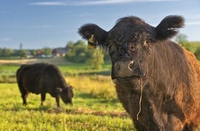 Heinz Sielmann Stiftung: PM Galloway-Rinder im Einsatz für den Naturschutz: Start eines extensiven Beweidungsprojekts in der Weiherlandschaft bei Überlingen-Lippertsreute