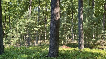 Deutsche S&auml;ge- und Holzindustrie Bundesverband e. V. (DeSH): Gesetzentwurf zur St&auml;rkung der nat&uuml;rlichen Infrastruktur gef&auml;hrdet heimische Holzverarbeitung