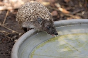 VIER PFOTEN - Stiftung für Tierschutz: Trockenheit und Hitze machen vielen Tieren zu schaffen