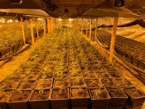 ZOLL-DD: Schlag gegen Colditzer Rauschgiftszene / 5,5 kg Crystal und eine Indoor-Cannabisplantage sichergestellt, 3 Festnahmen