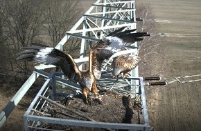 Heinz Sielmann Stiftung: PM: Tatort Adlerhorst: Greifv&ouml;gel konkurrieren um Nistplatz in Gro&szlig; Schauen