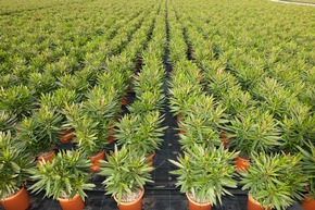 Belles plantes siciliennes sur les balcons de Suisse