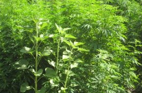 Polizeiinspektion Hameln-Pyrmont/Holzminden: POL-HM: Illegal Cannabis angebaut
