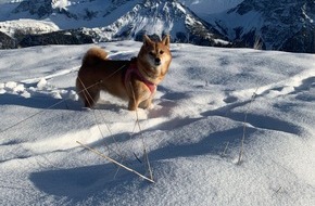 VIER PFOTEN - Stiftung für Tierschutz: Winterwanderung mit Hund: ein tierisches Vergnügen